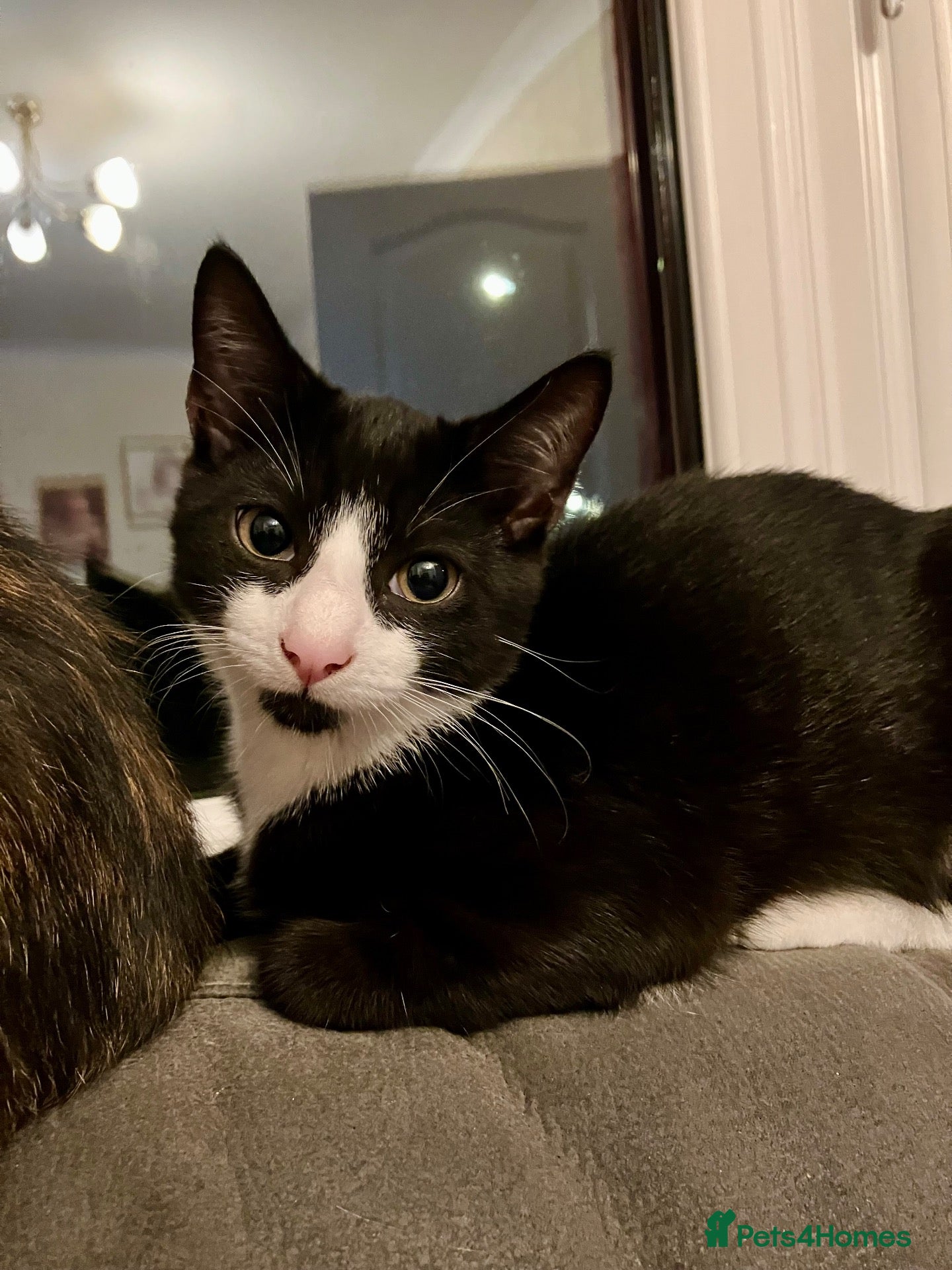 Mixed Breed cats 1 Lovely kitten for sale (boy) - Advert 14