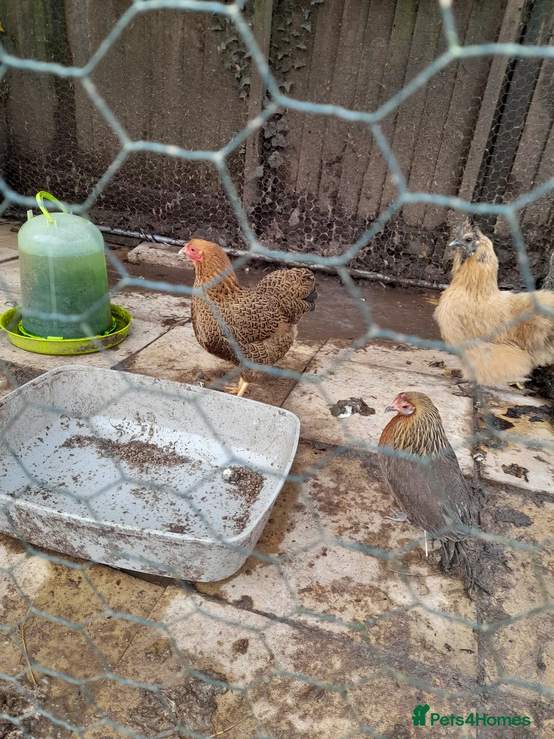 Chickens poultry for sale: 4 chickens  in Exeter - Advert 2