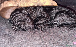 Cockapoo dogs for sale: Stunning Merle cockapoos - Image 6