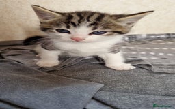 Mixed Breed cats for sale: 9 adorable Disney kitten couples  - Image 33