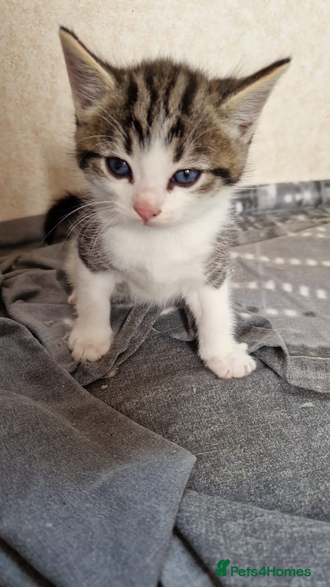Mixed Breed cats for sale: 9 adorable Disney kitten couples  - Image 33