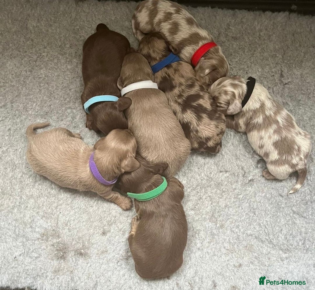 Miniature Dachshund dogs for sale: Miniature long haired adorable dachshunds - Advert 2