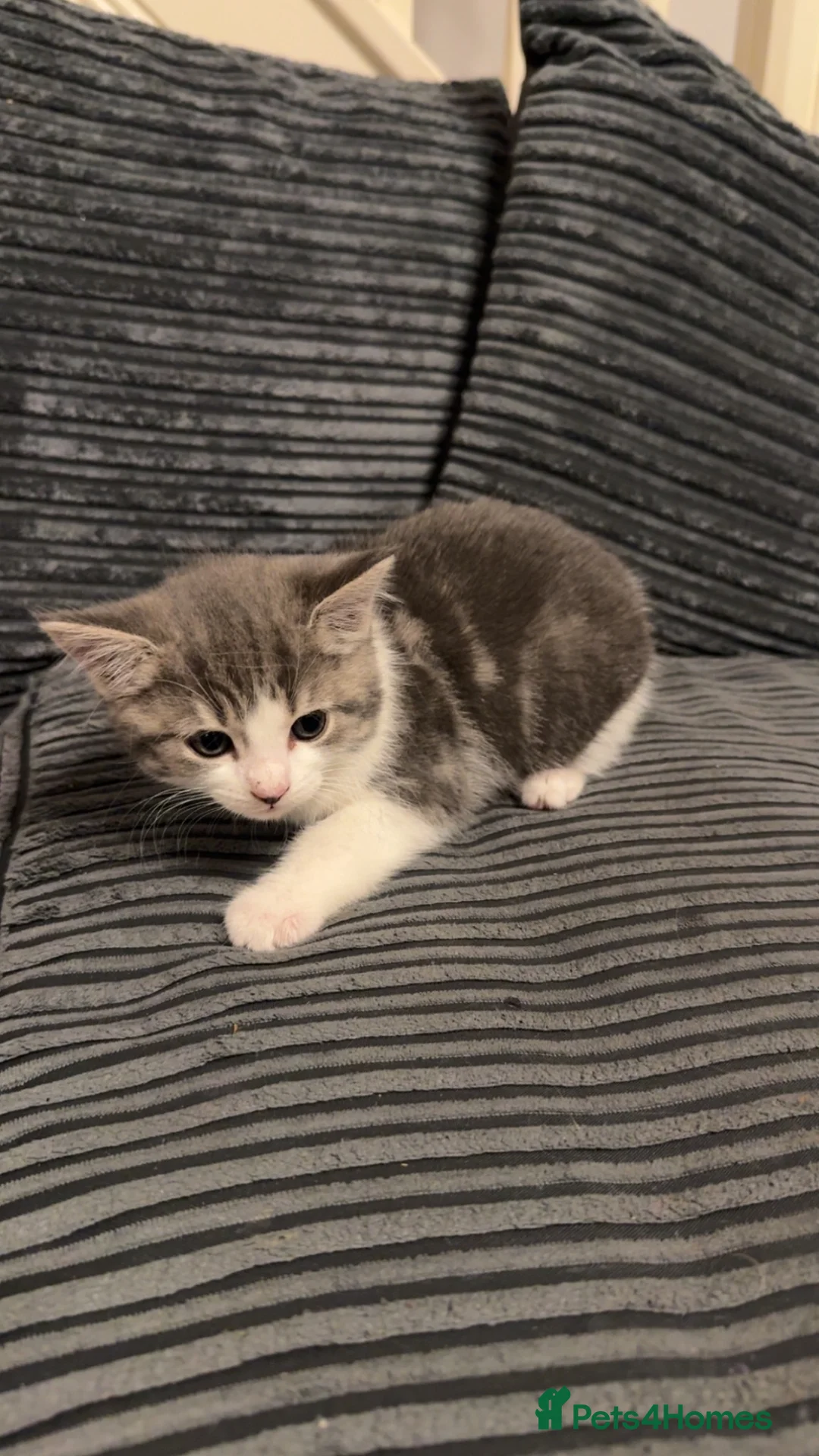 Domestic Shorthair cats for sale: 3 kittens available  - Advert 5