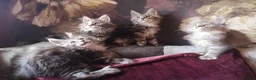 Maine Coon cats for sale: TICA/ POLY/ HEALTH CHECKED Maine Coons - Advert 10