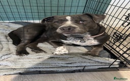 Mixed Breed dogs for sale: Bulldog x Staffie for rehoming.  - Image 27