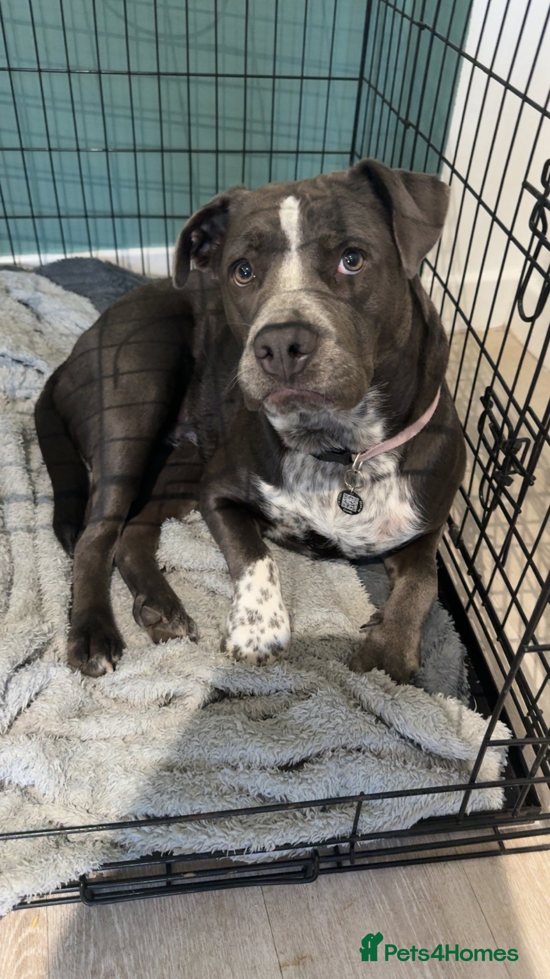 Mixed Breed dogs for sale: Bulldog x Staffie for rehoming.  - Image 27