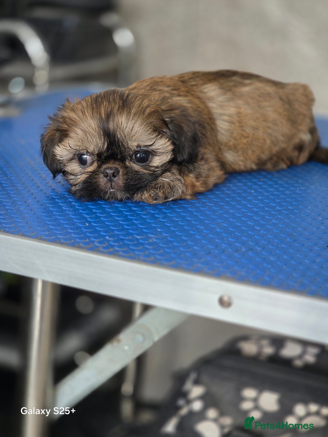 Shih Tzu dogs for sale: Lovely litter of shihtzu  - Image 6