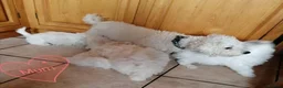 Bichon Frise dogs for sale: Bichon Frise Bichons - Advert 19