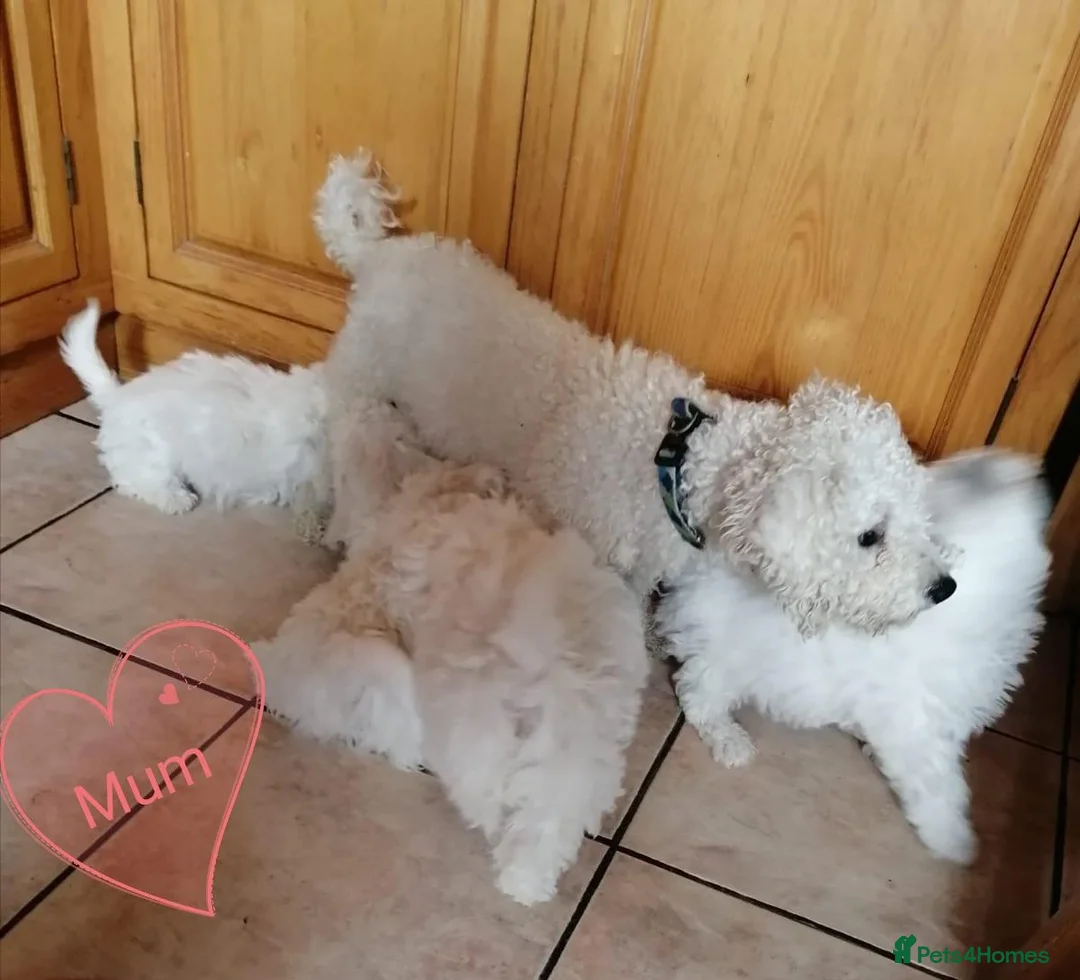 Bichon Frise dogs for sale: Bichon Frise Bichons - Advert 19