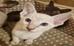 Oriental cats for sale: 2 Oriental boys left ( sold ) - Image 2