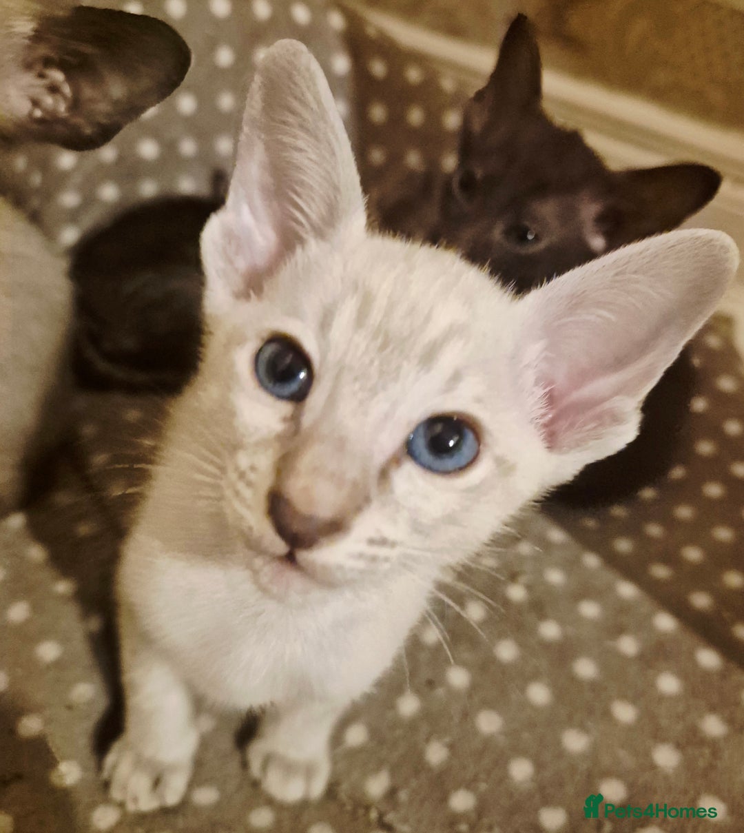Oriental cats for sale: 2 Oriental boys left ( sold ) - Image 2