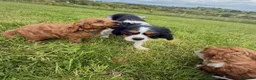 Cavapoo dogs for sale: Toy Cavapoo Puppies - Advert 34