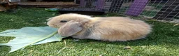 French Lop rabbits for sale: Vaccinated french lop babies  - Advert 13
