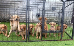 Labrador Retriever dogs for sale: Stunning kc registerd fox Red / Golders labradors  - Image 22