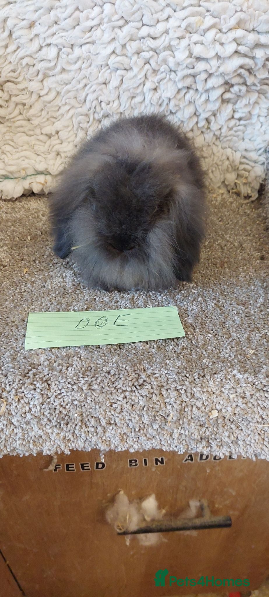 Mini Lion Lop rabbits Mini lionlop buck & doe  - Advert 2