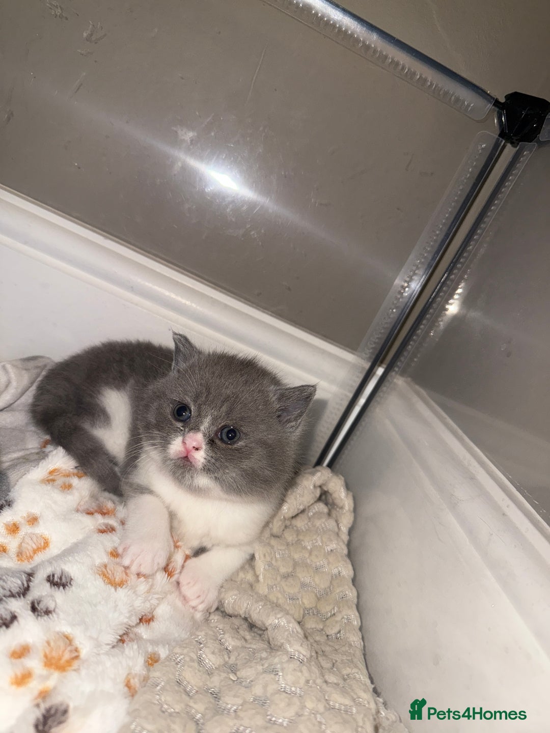 British Shorthair cats for sale: 5 chunky British shorthair kittens for sale  - Advert 2