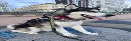 Alaskan Malamute dogs for stud: Two kc registered Male Alaskan malamutes for stud - Advert 10