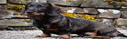 Dachshund dogs for stud: **KC Working Teckle for Stud** in Sheffield - Advert 4