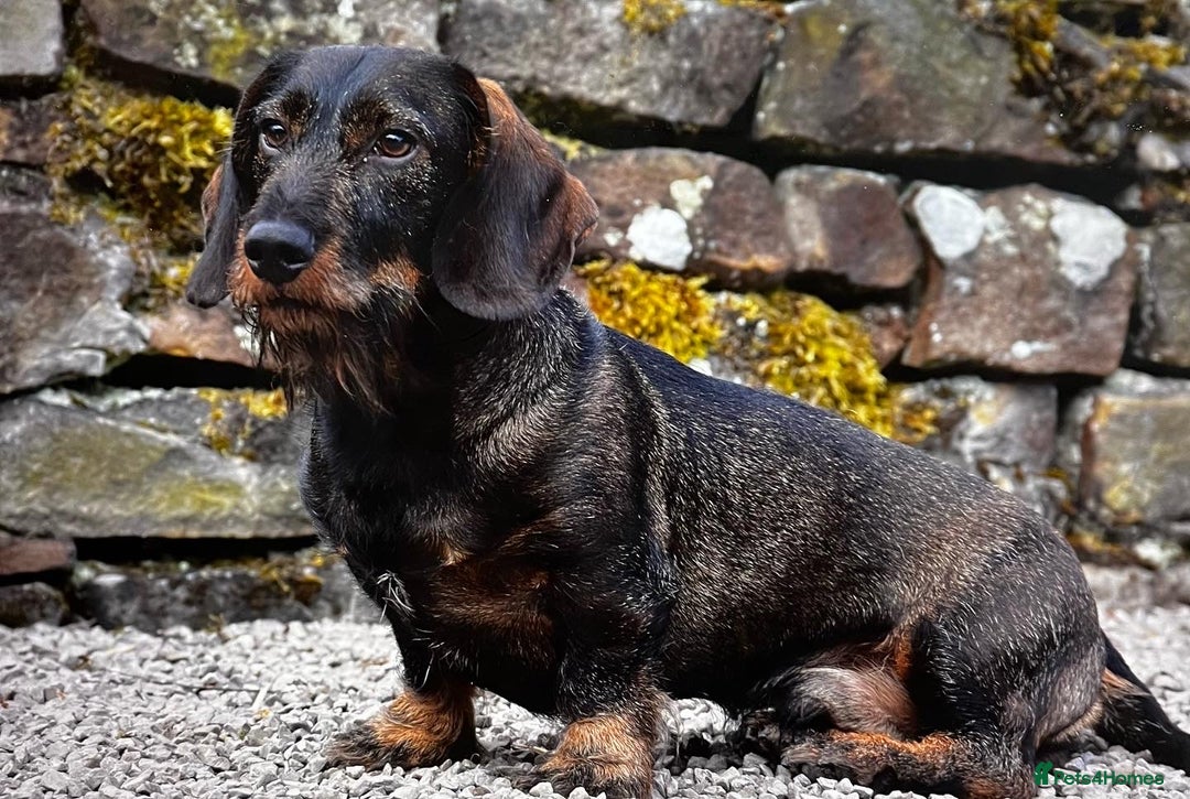 Dachshund dogs for stud: **KC Working Teckle for Stud** in Sheffield - Image 4