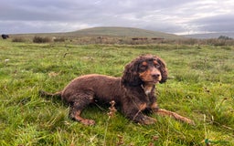 Cocker Spaniel dogs for stud: Working Cocker spaniel at stud - Advert 5