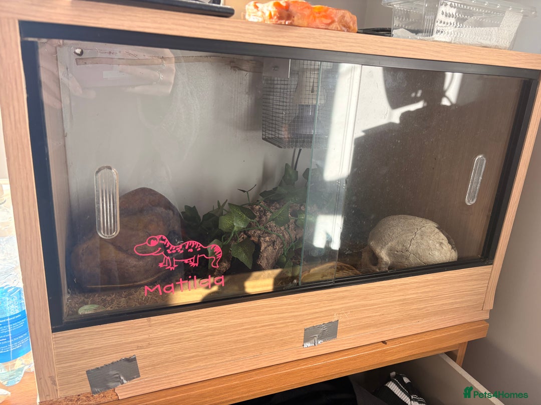 Leopard Gecko reptiles for sale: Female Leopard Gecko - Advert 6