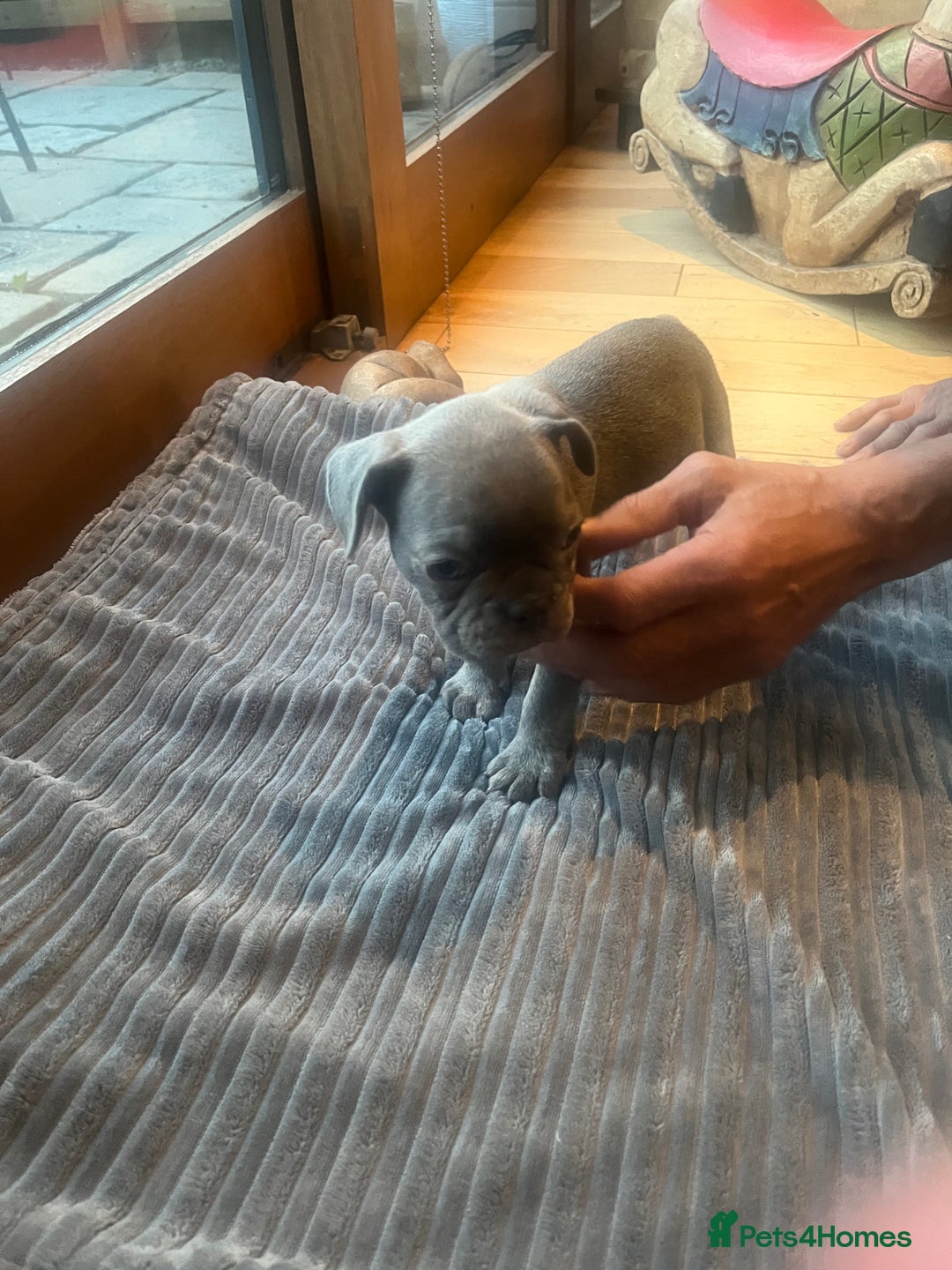 French Bulldog dogs for sale: French bull dog puppies  - Image 2