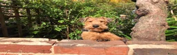 Welsh Terrier dogs for stud: Welsh Terrier for Stud  in Worthing - Advert 6