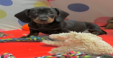 Dachshund dogs - Advert 1