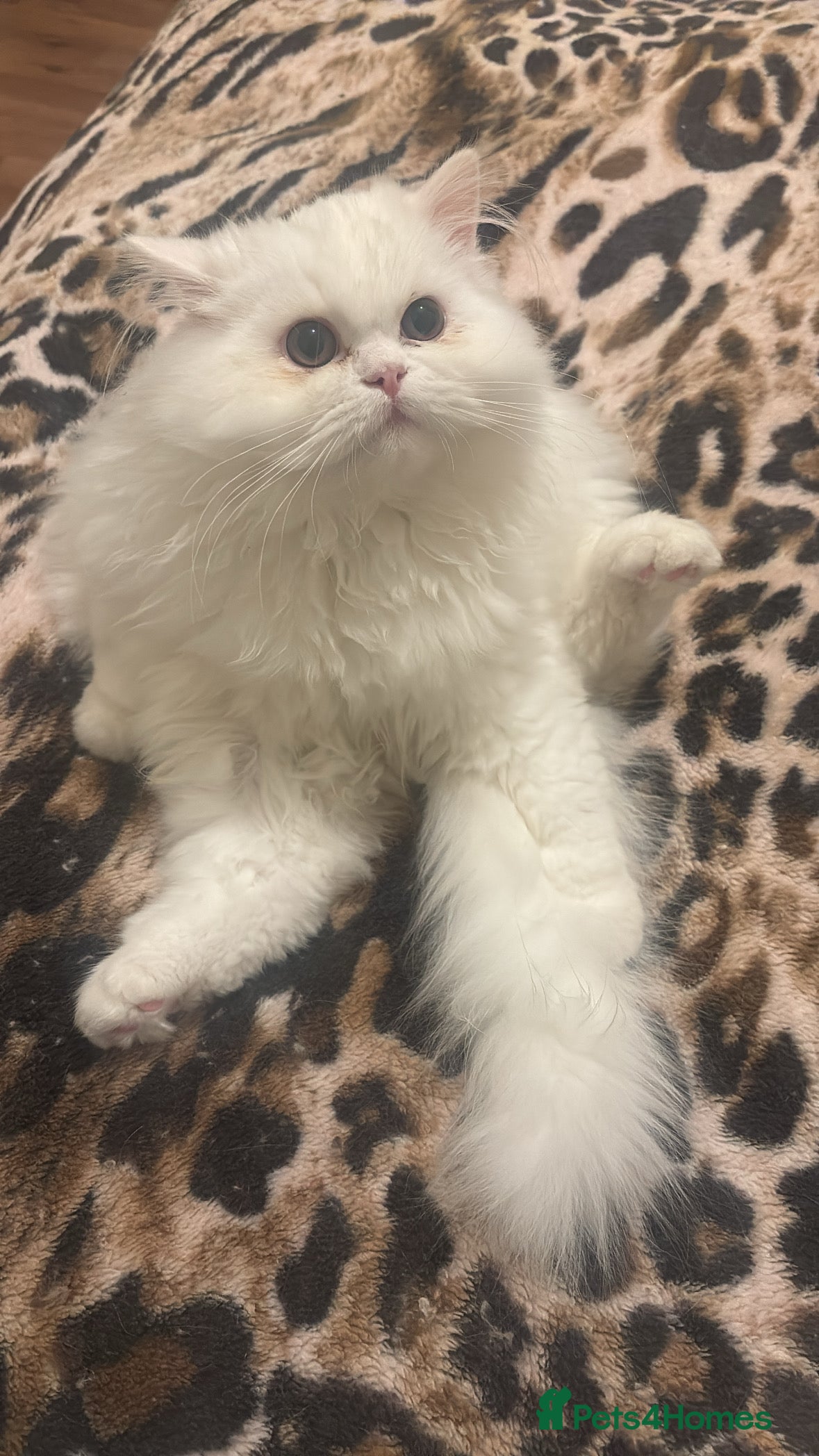 Persian cats Pure Persian baby's looking lovely home   - Advert 11