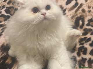 Persian cats Pure Persian baby's looking lovely home - Advert 17