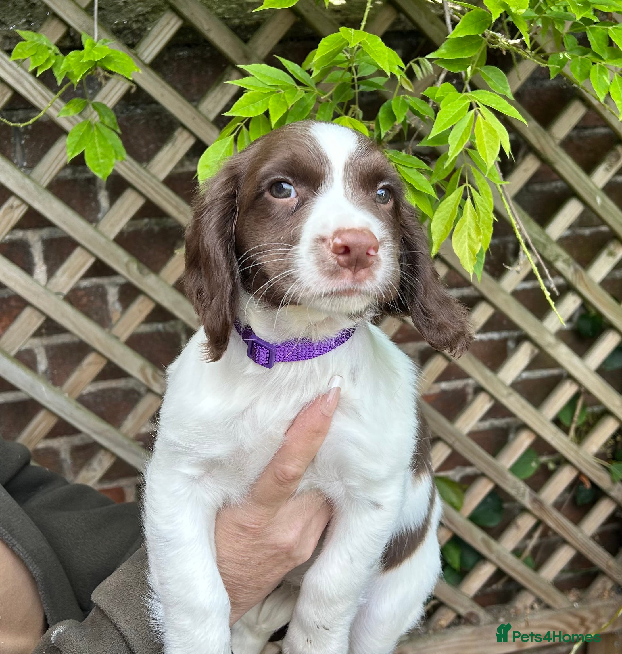 English Springer Spaniel dogs Springer spaniel pups  - Advert 1