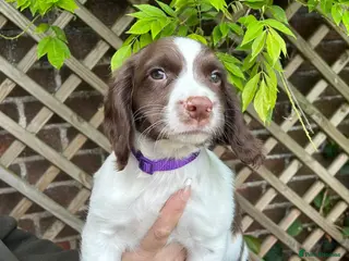 English Springer Spaniel dogs Springer spaniel pups - Advert 1