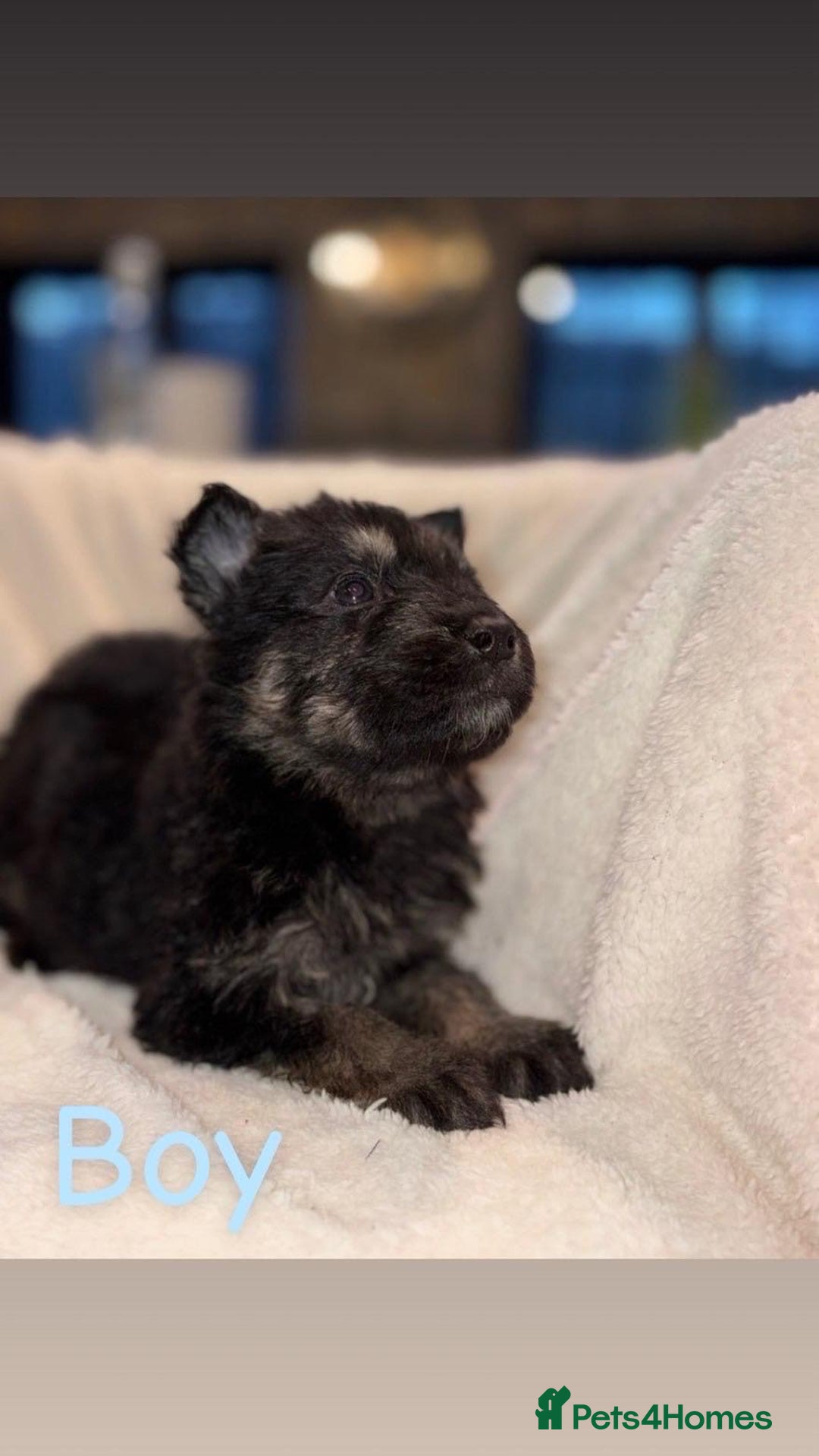 German Shepherd dogs for sale: 10 beautiful German shepherd puppies for sale  - Advert 6