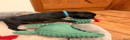Staffordshire Bull Terrier dogs for sale: KC Reg/DNA Clear Brindle Staffordshire Puppies. - Advert 9