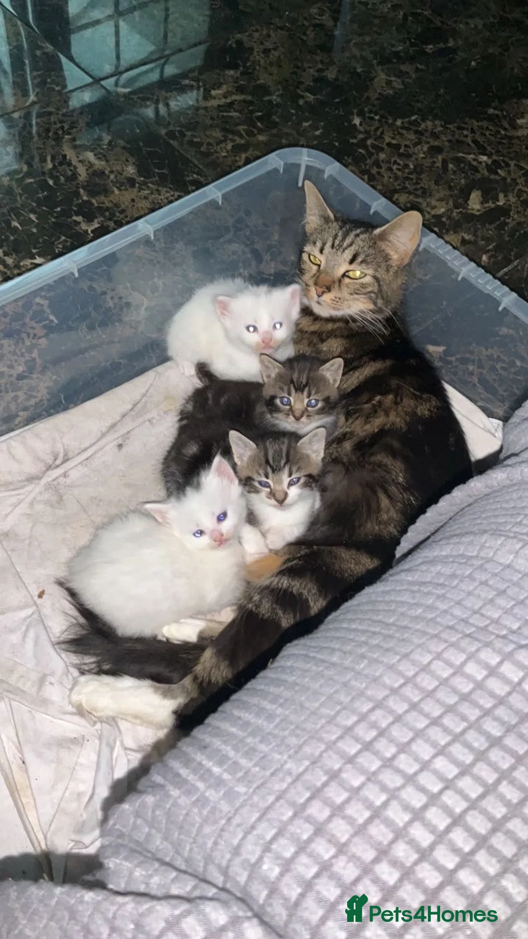 Mixed Breed cats for sale: 3 kittens to be go to loving houses  - Advert 3