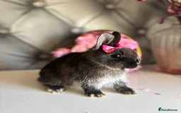 Netherland Dwarf rabbits for sale: 3month old babies Netherland dwarfs 5* homes - Image 15
