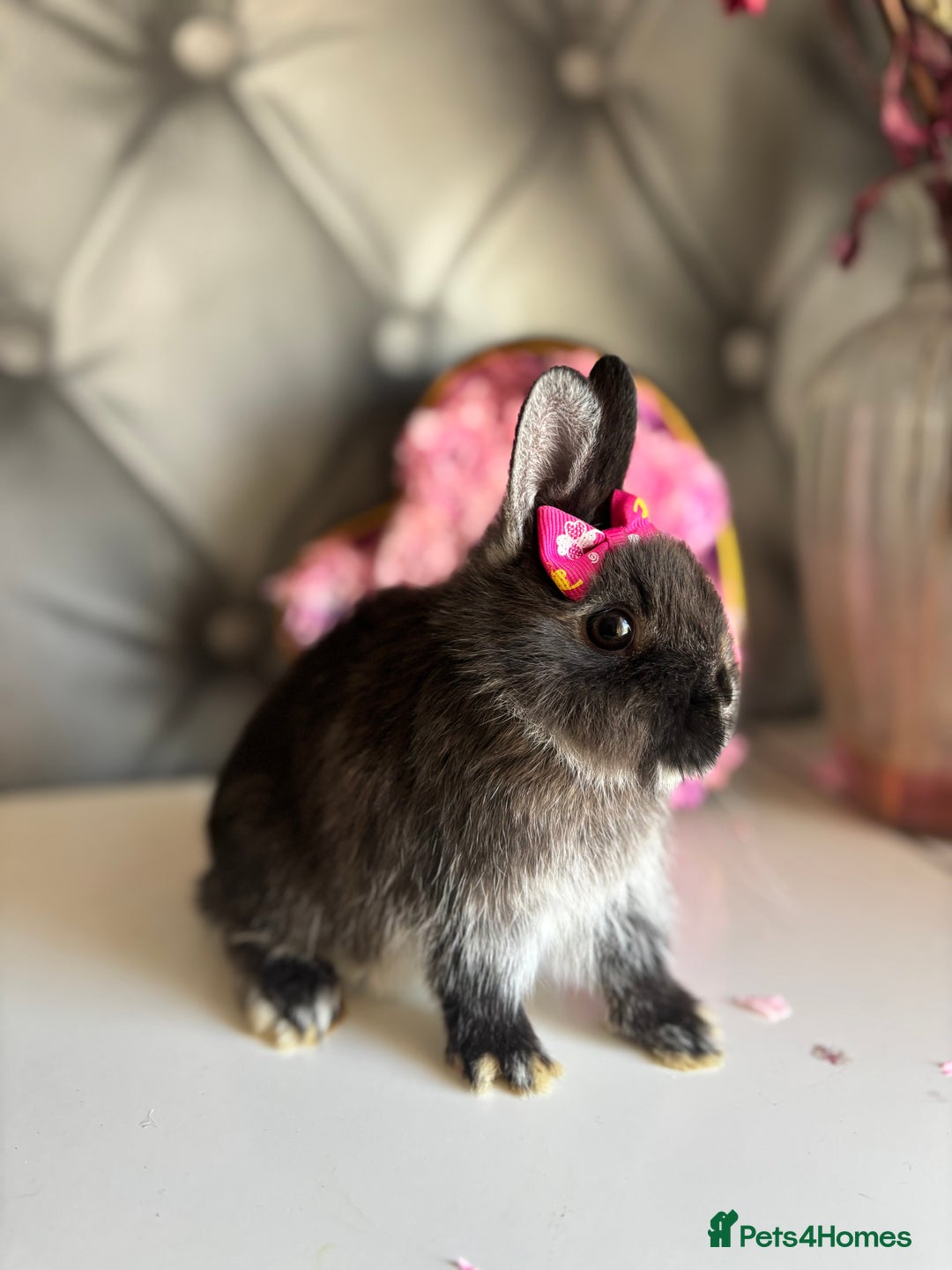 Netherland Dwarf rabbits for sale: 3month old babies Netherland dwarfs 5* homes - Image 15