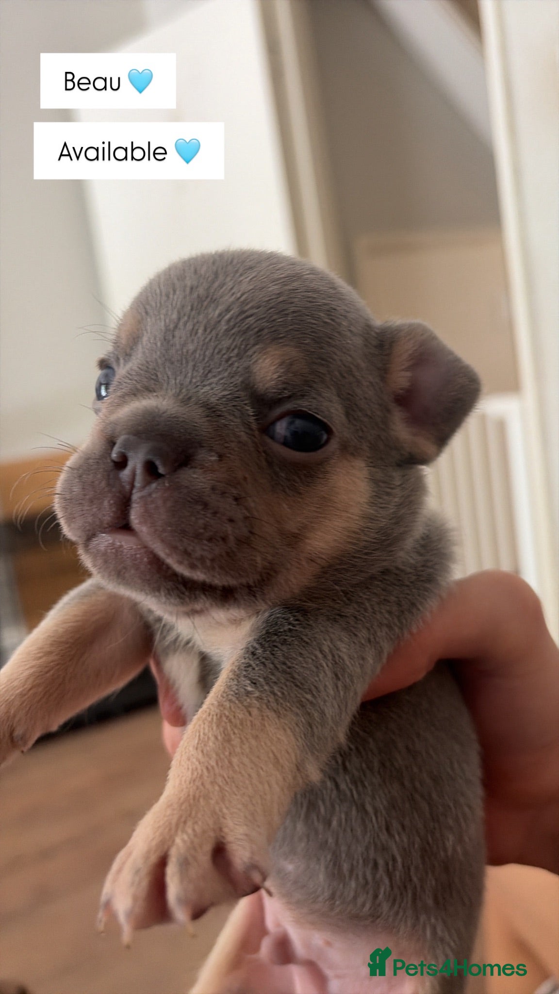French Bulldog dogs *Beautiful DWKC Registered French Bulldog Puppies* - Advert 7