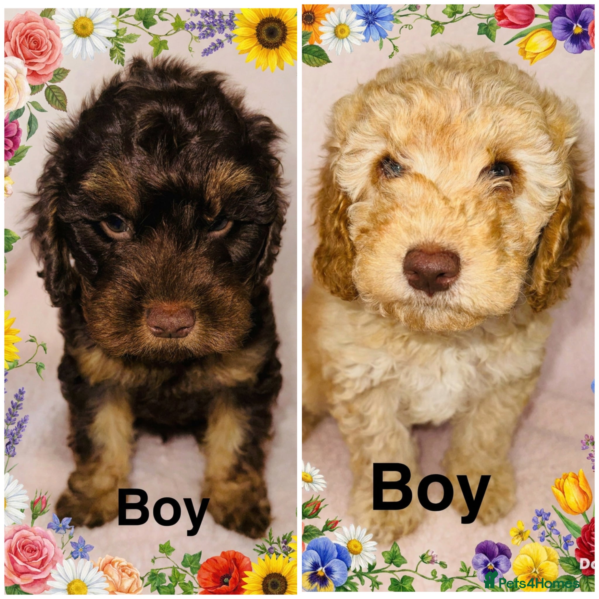 Cockapoo dogs ❤️DNA CLEAR, Last 2 Stunning Cockapoos, Ready Now  - Advert 1