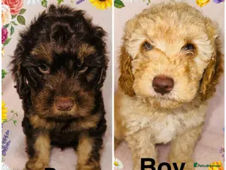 Cockapoo dogs ❤️DNA CLEAR, Last 2 Stunning Cockapoos, Ready Now - Advert 4