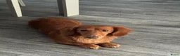 Dachshund dogs for sale: Longhair red girl nearly 4 - Advert 1