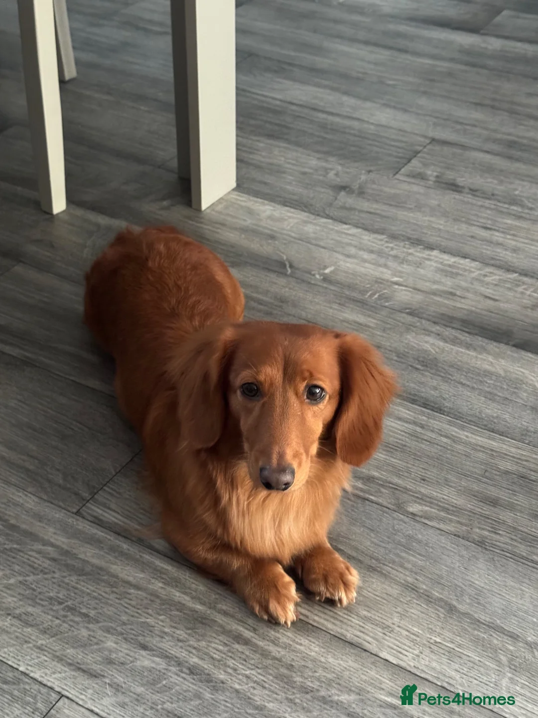 Dachshund dogs for sale: Longhair red girl nearly 4 - Advert 1