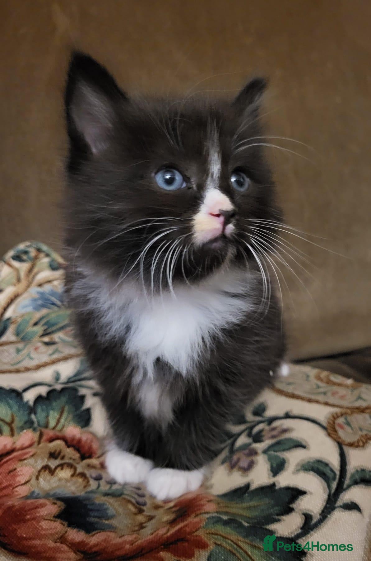 Mixed Breed cats Adorable and playful kittens ALL RESERVED - Advert 19