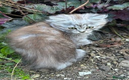 Scottish Fold cats for sale: ONE GORGEOUS SCOTTISH FOLD X CHINCHILLA PERSIAN - Image 5