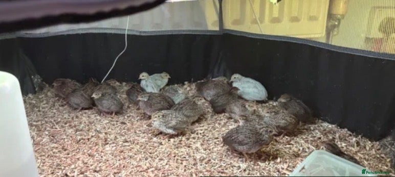 Quail poultry Button quail  - Advert 13