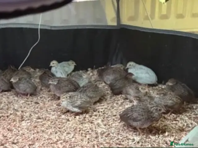 Quail poultry Button quail pairs 6 hens 2 Roos - Advert 14
