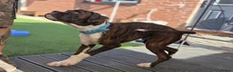 Boxer dogs for sale: 6 Month Old Male Boxer Puppy in Exeter - Advert 17