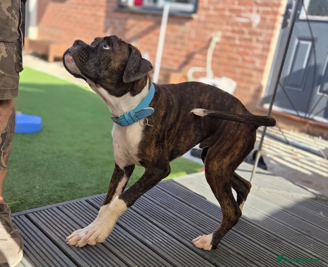Boxer dogs for sale: 6 Month Old Male Boxer Puppy in Exeter - Advert 17