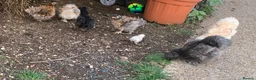 Chickens poultry for sale: FRAZZLE .X. SILKIE CHICKS - Advert 4