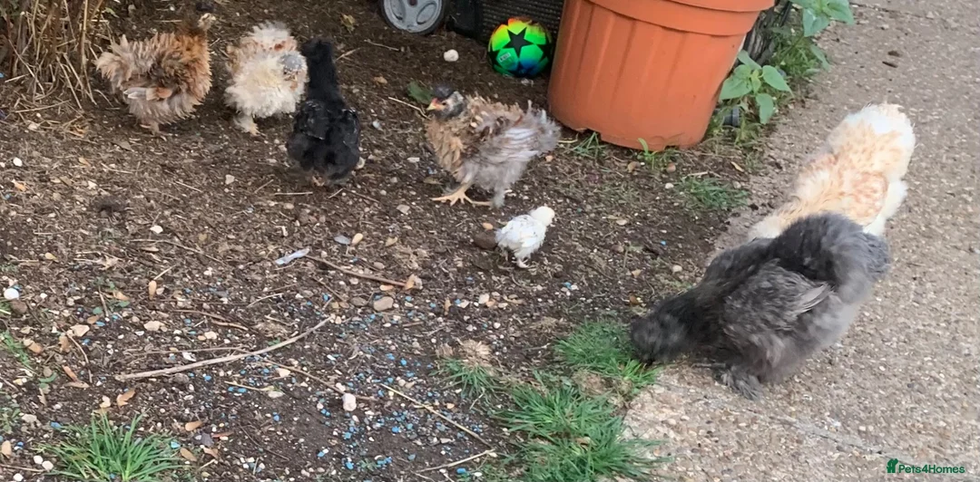 Chickens poultry for sale: FRAZZLE .X. SILKIE CHICKS - Advert 4